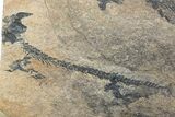Three Discosauriscus (Permian Reptiliomorph) With Pos/Neg Split #125592-8